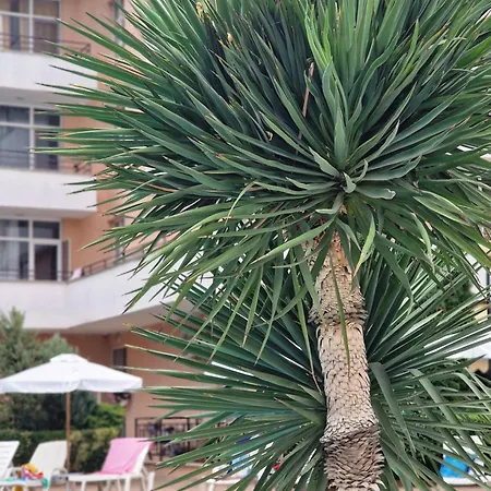 Grand Kamelia Appartement *